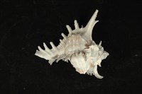 藏品(大千手螺)的圖片